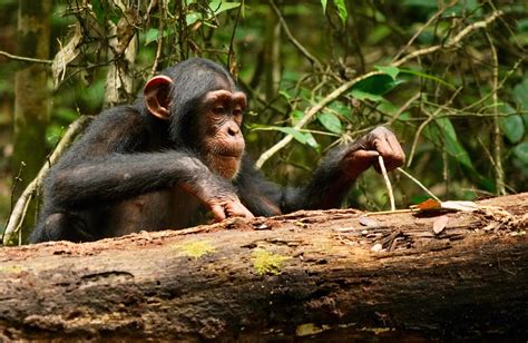  Chimpancé: ¿Un Maestro de Herramientas o un Bailarín Acróbata en la Selva?