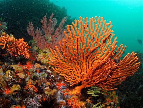  Fan Coral: Un Desafío Colorido Para La Fauna Marina Que Busca Refugio Y Sustento!