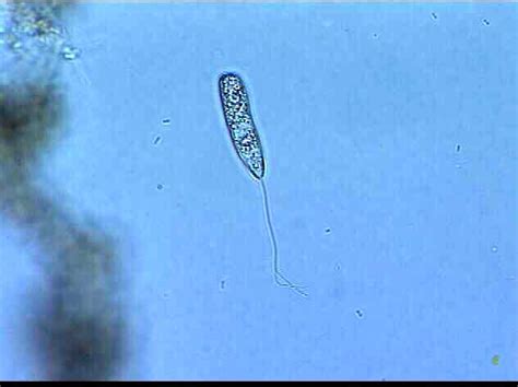  Heteronema: ¡Una miradita microscópica al mundo de los protozoos con un flagelo singular!