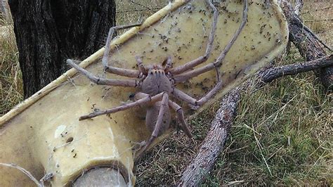  Huntsman Spider: ¿Un Maestro del Disfraz Arácnido o un Gigante de Ocho Patas Atrapado en el Tiempo?