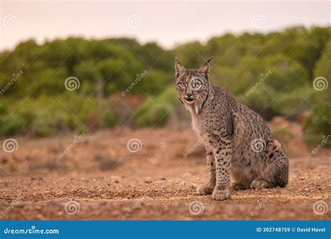  Iberian Lynx: Una Maravilla Felina en Peligro de Extinción ¡Descúbrelo Todo Sobre Este Precioso Gato Salvaje!