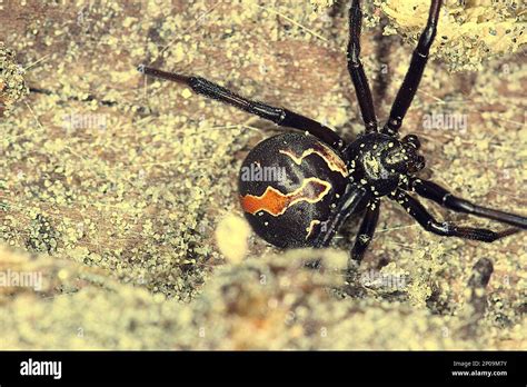  Katipo ¡Una Araña Veloz con un Veneno Potencialmente Mortal que Acecha en las Sombras!