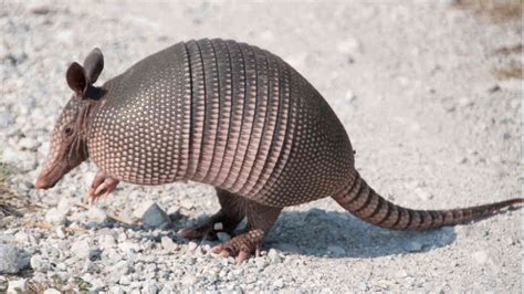  Monoardillo: ¡Un Armadillo que Parece Un Monstruo de Película!