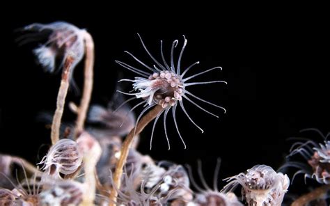  Oceania  Es un hidrozoo que se encuentra en aguas cálidas de todo el mundo, ¡y sus colonias son tan hermosas que parecen obras de arte submarinas!