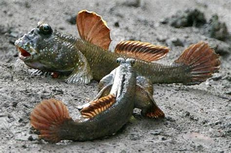  Urodelo ¡Un Animal Anfibio Que Camina Por Tierra y Nada Como un Pez!