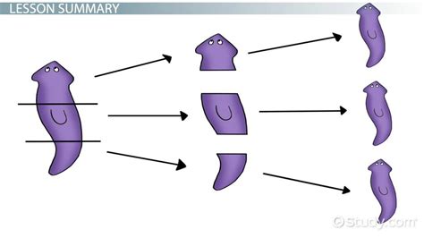  Worm-Like Wonder: Discover the Fascinating Life Cycle and Feeding Habits of the Wonderful Warty Planarian!