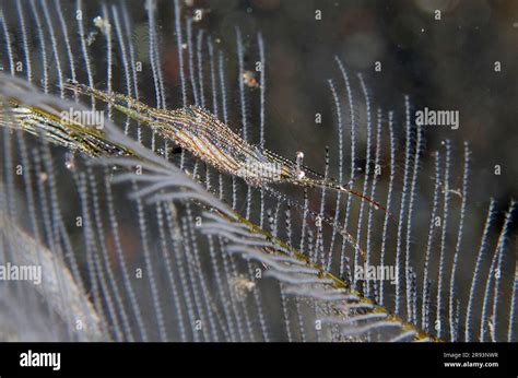  Yellow-Striped Hydroid: Una colmena de agua con tentáculos que capturan la presa con precisión milimétrica!