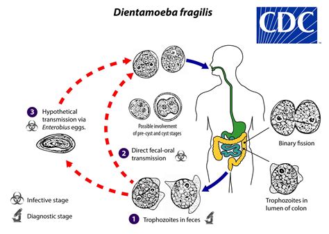 Dientamoeba! ¡Un Parásito Microscópico con un Ciclo de Vida Misterioso!