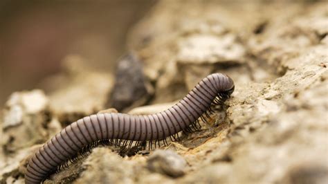  Diplopoda: ¡Un Maestro de la Regeneración que Te Hará Pensar Dos Veces Antes de Pisarlo!