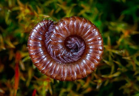  El Escarabajo-Milpies: ¡Un Maestro del Desgaste de la Materia Vegetal en Miniatura!