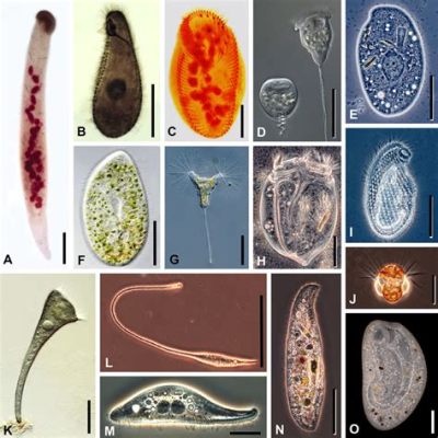  Heterotrichia: ¡Un Ciliado Extraordinario Que Te Dejará Asombrado con Sus Curiosas Técnicas de Alimentación!