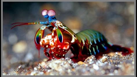  Mantis Shrimp ¿Un Boxeador Microscopicamente Armado Con Una Visión Ultravioleta?