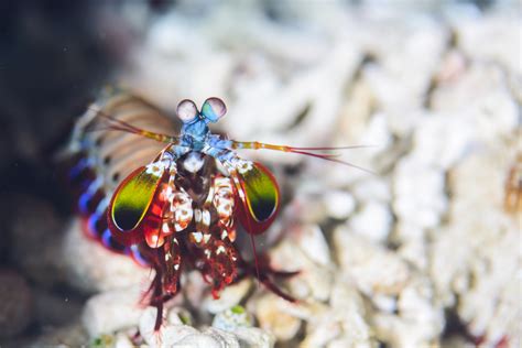  Mantis Shrimp: Un Crustáceo con Visiones Inusuales y Puños de Velocidad Deslumbrante!