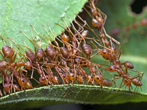  ¡Conoce al wonderful Weaver Ant! Un insecto tejedor de maravillas que crea colonias vibrantes y complejas.