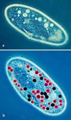  Paramecium: Un Microscópico Nadador Con Una Vida Social Más Compleja De Lo Que Piensas!