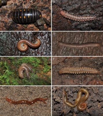  Polydesmus! Un Maestro de la Descomposición con una Apariencia que Intimida