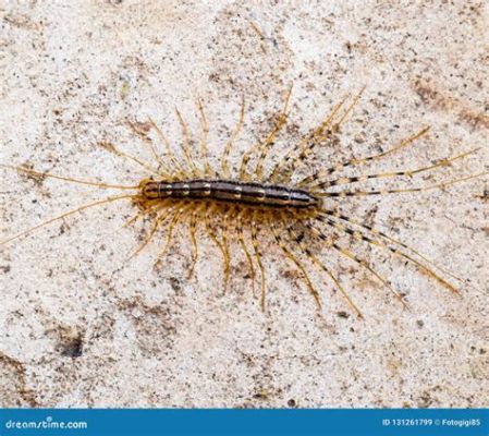  Scutigera: ¿El depredador nocturno más rápido de los milpiés?