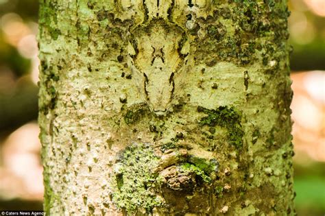  Urogallo: Un Maestro del Camuflaje en los Bosques Europeos y Asiáticos!